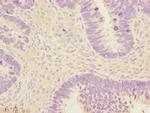 EEF1A2 Antibody in Immunohistochemistry (Paraffin) (IHC (P))