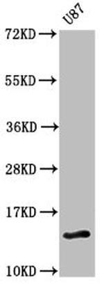 FAM127A Antibody in Western Blot (WB)