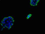 FDFT1 Antibody in Immunocytochemistry (ICC/IF)