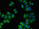 GPR75 Antibody in Immunocytochemistry (ICC/IF)