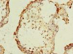 GPR75 Antibody in Immunohistochemistry (Paraffin) (IHC (P))