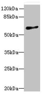 GPR75 Antibody in Western Blot (WB)