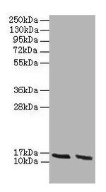 HBA1 Antibody in Western Blot (WB)