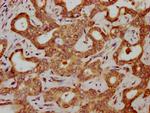 HBG2 Antibody in Immunohistochemistry (Paraffin) (IHC (P))