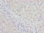 HBZ Antibody in Immunohistochemistry (Paraffin) (IHC (P))