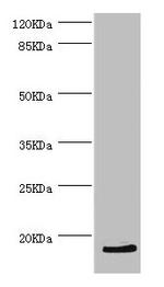 HBZ Antibody in Western Blot (WB)