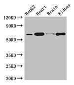 hnRNP L Antibody in Western Blot (WB)