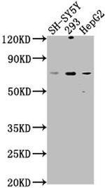 HSPA12A Antibody in Western Blot (WB)