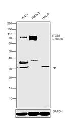 ITGB8 Antibody in Western Blot (WB)