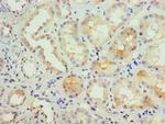 KCNN4 Antibody in Immunohistochemistry (Paraffin) (IHC (P))