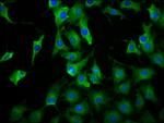 LILRB3 Antibody in Immunocytochemistry (ICC/IF)