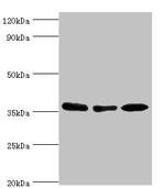 MDH1 Antibody in Western Blot (WB)