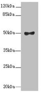 MOCS3 Antibody in Western Blot (WB)