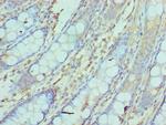 NCBP2 Antibody in Immunohistochemistry (Paraffin) (IHC (P))