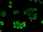 NUDT21 Antibody in Immunocytochemistry (ICC/IF)