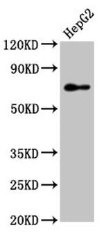 PEX5 Antibody in Western Blot (WB)