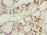 PGLS Antibody in Immunohistochemistry (Paraffin) (IHC (P))