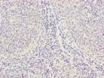 PGLS Antibody in Immunohistochemistry (Paraffin) (IHC (P))