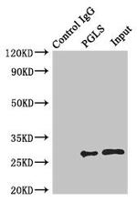 PGLS Antibody in Western Blot (WB)