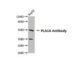 PLA1A Antibody in Western Blot (WB)