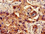 PP1 beta Antibody in Immunohistochemistry (Paraffin) (IHC (P))