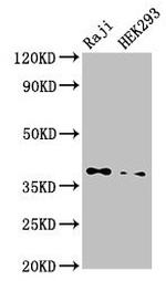 PP1 beta Antibody in Western Blot (WB)