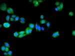 PRDX5 Antibody in Immunocytochemistry (ICC/IF)