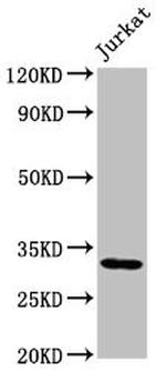 PSMG1 Antibody in Western Blot (WB)