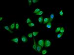 SEC14L2 Antibody in Immunocytochemistry (ICC/IF)