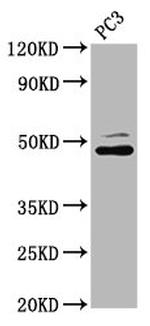 SEC14L2 Antibody in Western Blot (WB)