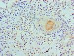 WDR5 Antibody in Immunohistochemistry (Paraffin) (IHC (P))