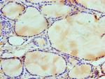 WDR5 Antibody in Immunohistochemistry (Paraffin) (IHC (P))