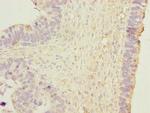 HSP40 Antibody in Immunohistochemistry (Paraffin) (IHC (P))