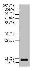 BNP Antibody in Western Blot (WB)