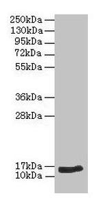 BNP Antibody in Western Blot (WB)