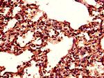 TPI1 Antibody in Immunohistochemistry (Paraffin) (IHC (P))