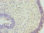 HCE Antibody in Immunohistochemistry (Paraffin) (IHC (P))