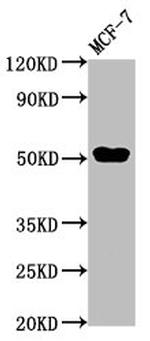 CCDC6 Antibody in Western Blot (WB)