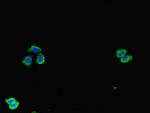 SPOCK1 Antibody in Immunocytochemistry (ICC/IF)