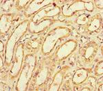 SPOCK1 Antibody in Immunohistochemistry (Paraffin) (IHC (P))