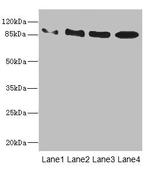 TAS1R3 Antibody in Western Blot (WB)