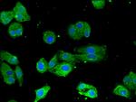 Torc1 Antibody in Immunocytochemistry (ICC/IF)