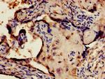 Torc1 Antibody in Immunohistochemistry (Paraffin) (IHC (P))