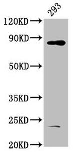 HOOK3 Antibody in Western Blot (WB)