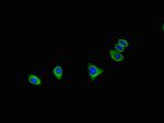 C16orf62 Antibody in Immunocytochemistry (ICC/IF)