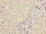 COMMD1 Antibody in Immunohistochemistry (Paraffin) (IHC (P))