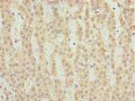 FAHD2A Antibody in Immunohistochemistry (Paraffin) (IHC (P))