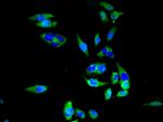 SLC20A1 Antibody in Immunocytochemistry (ICC/IF)