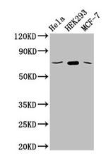 SLC20A1 Antibody in Western Blot (WB)