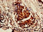 ISOC1 Antibody in Immunohistochemistry (Paraffin) (IHC (P))